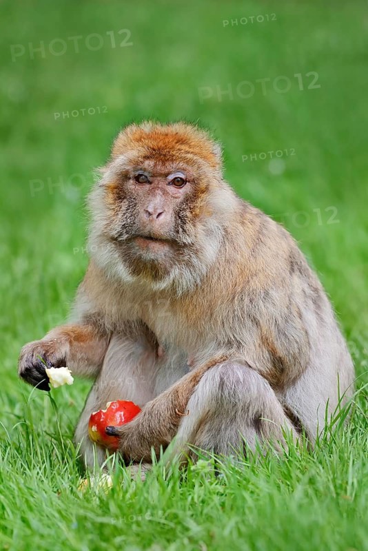 Barbary macaque or magot (Macaca sylvanus), female sits in a meadow and eats an apple, found in Morocco, Algeria and Gibraltar