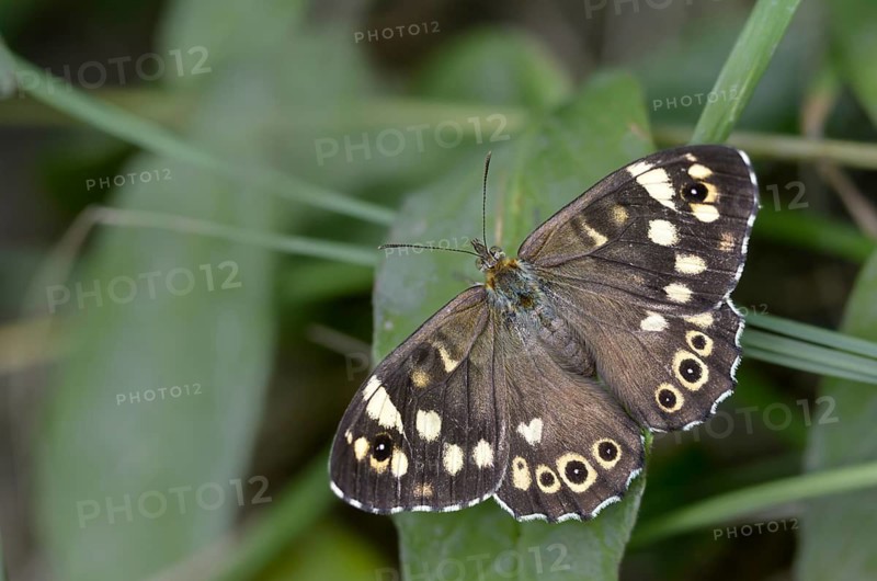 Leaf butterfly, pararge aegeria, speckled wood, forest board game, butterfly, insects, butterflies, butterflies