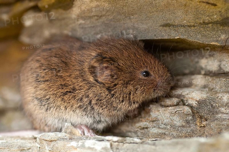 Earth mouse, field vole, microtus agrestis, rodents, Norway, rodentia, short-tailed vole, varanger, mammals, mouse, muroids, rodents, mammals, vole