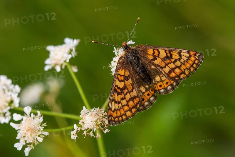 Bite-check moth, abbise-tick moth, euphydryas aurinia, eurodryas aurinia, golden cheekmoth, marsh fritillary, melitaea aurinia, scabiotic cheekmoth, Bulgaria, butterfly, insects, butterfly, butterflies, butterflies