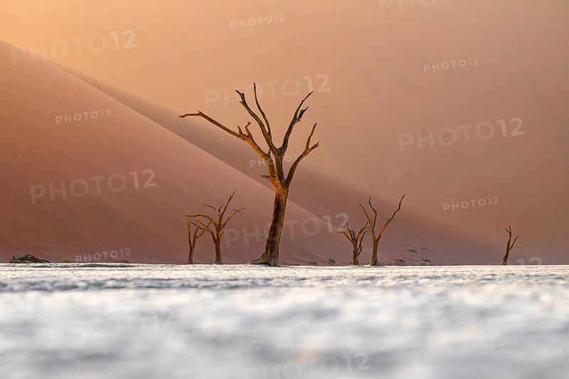 Red sand dunes and white salt pan with dead trees, Dead Vlei, Namib Desert, Namib Naukluft Park, Namibia