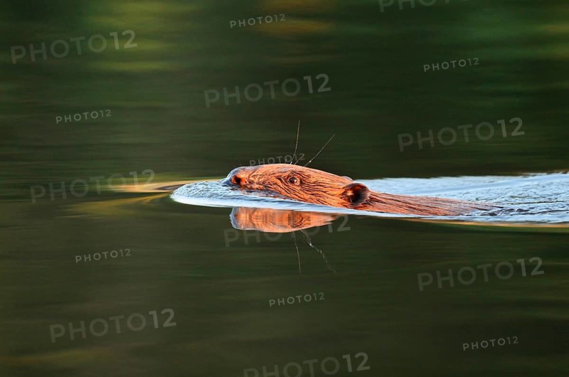 European beaver (Castor fiber), swimming, North Rhine-Westphalia, Germany