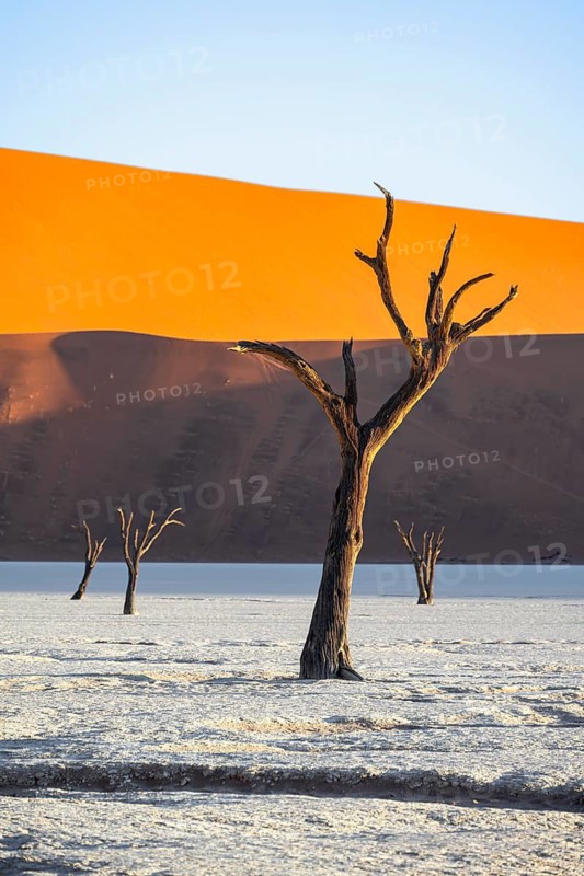 Dead camel thorn trees (Vachellia erioloba), red sand dunes, white salt pan, Dead Vlei, Sossusvlei, Namib Desert, Namib-Naukluft Park, Namibia