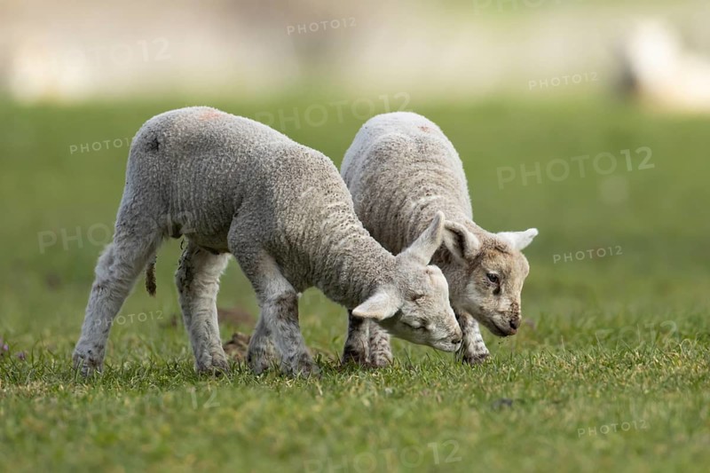 Domestic sheep (Ovis aries) two juvenile baby lamb farm animals in a grass field in spring, England, United Kingdom