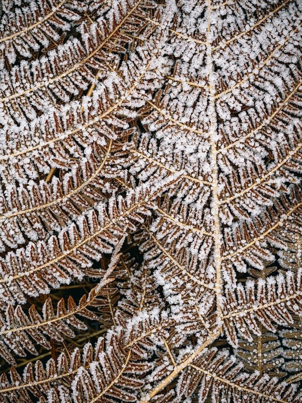 Fern leaves covered with hoarfrost, Sauerland, North Rhine-Westphalia, Germany