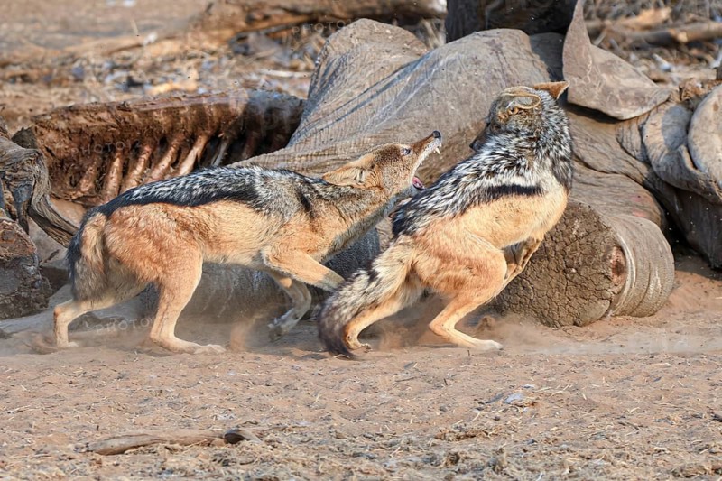 Cape black-backed jackals, (Canis mesomelas), fighting over an elephant carcass, Mashatu Game Reserve, Botswana