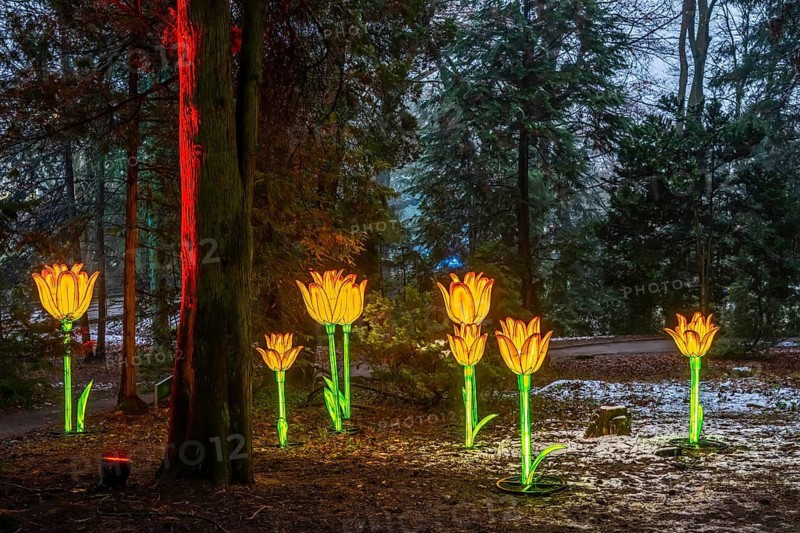 Park lights, events in winter, in the Grugapark in Essen, many different light installations, across the park, attract many thousands of visitors, North Rhine-Westphalia, Germany
