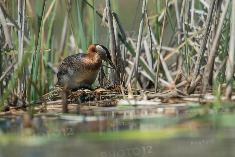 Brandenburg, Germany, Nabu, Nabu project, national natural heritage, Grünhaus natural paradise, podiceps grisegena, red-necked grebe, red-necked grebe, post-mining landscape, birds, brood, grebe, green house, grebe, nest, podicipedidae, divers, birds, waterbirds, waterbirds, waterbirds