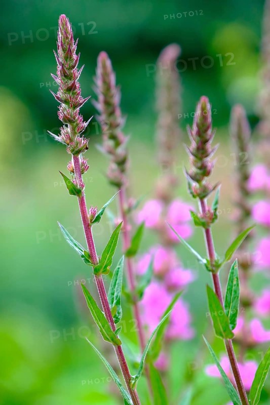 Purple loosestrife (Lythrum salicaria), Germany
