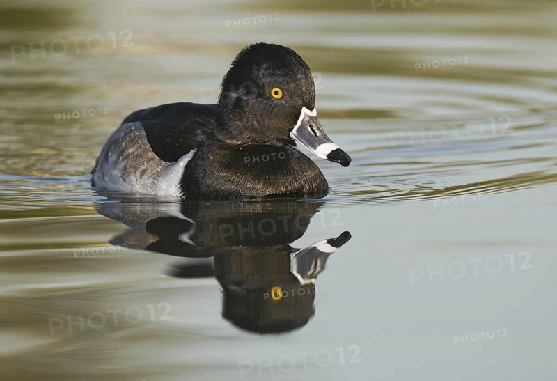 Ring-necked Duck (Aythya collaris) male, Arizona, USA