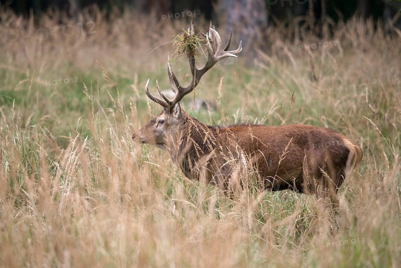 Artiodactyla, Cervus Elaphus, even-toed ungulate, cloven-hoofed, red deer, red deer, rotting, deer, mammals, mammals