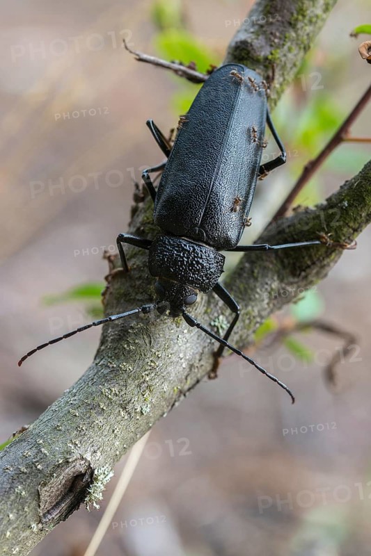 Cerambycidae, Ergates Faber, Mulmbock, Housebuck, Beetle, Longhorn Beetle, Coleoptera, Female, High Size, Portrait Format, Insects, Beetles, Long-Horned Beetle, Female