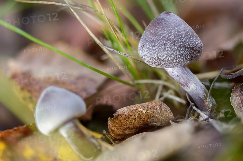 Cortinarius flexipes, scented girdle foot, geranium girdle foot, pelargonium webcap, pelargonium belt foot, purple girdle foot, white flaky stalked waterhead, fungi, mushrooms