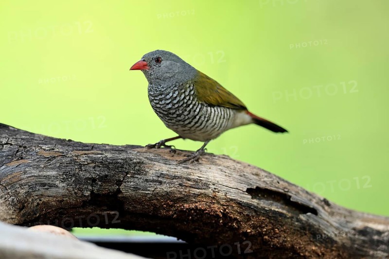 Colourfulastrid (Pytilia melba), adult, female, perched on a tree trunk, alert, Kruger National Park, South Africa