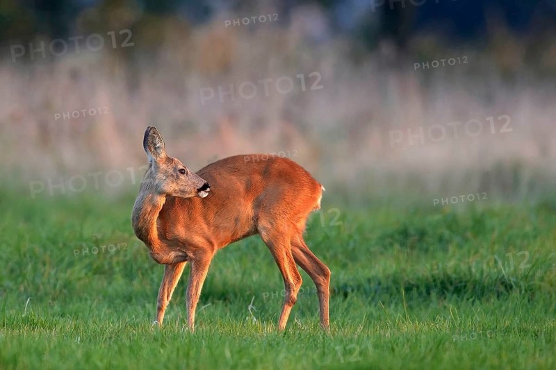 Animals Mammal deer, Capreaolus capreaolus, Germany
