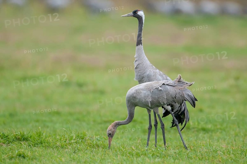 A crane (Grus grus) in a meadow, Groß Mohrdorf, Lower Saxony, Germany