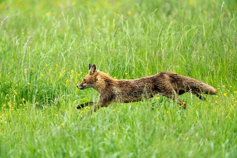 Red fox (Vulpes vulpes), fleeing, Vulkaneifel, Rhineland-Palatinate, Germany