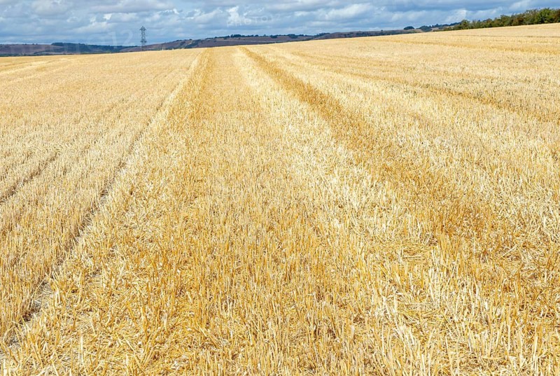 Dry yellow field of stubble after harvest of cereal crop, near Pewsey, Wiltshire, England, Uk