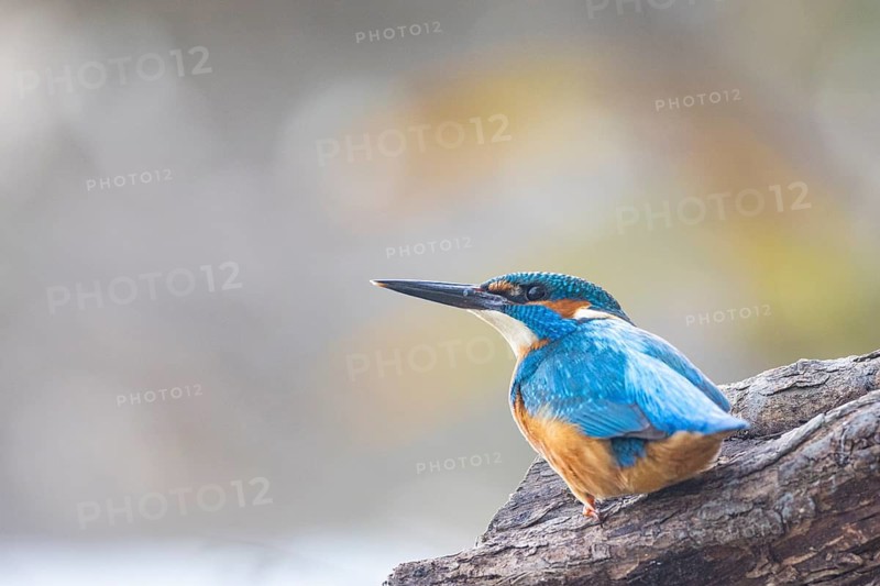 Kingfisher (Alcedo atthis) ml Germany
