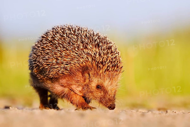 Brown-breasted hedgehog or Western European hedgehog (Erinaceus europaeus), North Rhine-Westphalia, Germany