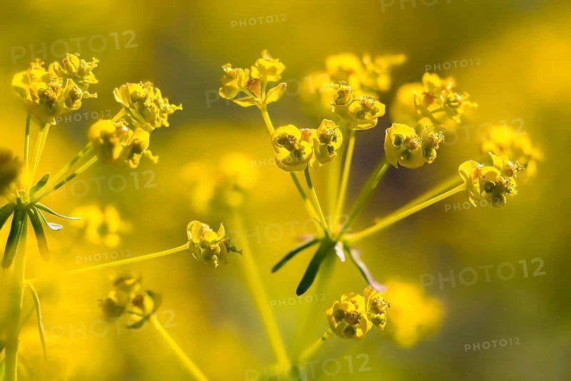 Brandenburg, Germany, Euphorbia cyparissias, Euphorbiaceae, Nabu, Nabu project, national natural heritage, natural paradise Grünhaus, milkweed, cypress milkweed, post-mining landscape, Cypress spurge, flora, green house, plants, plants