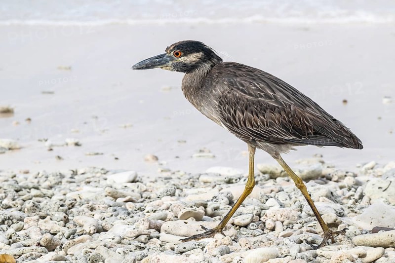 Crab Heron (Nyctanassa violacea), Playa Kalki, Curacao