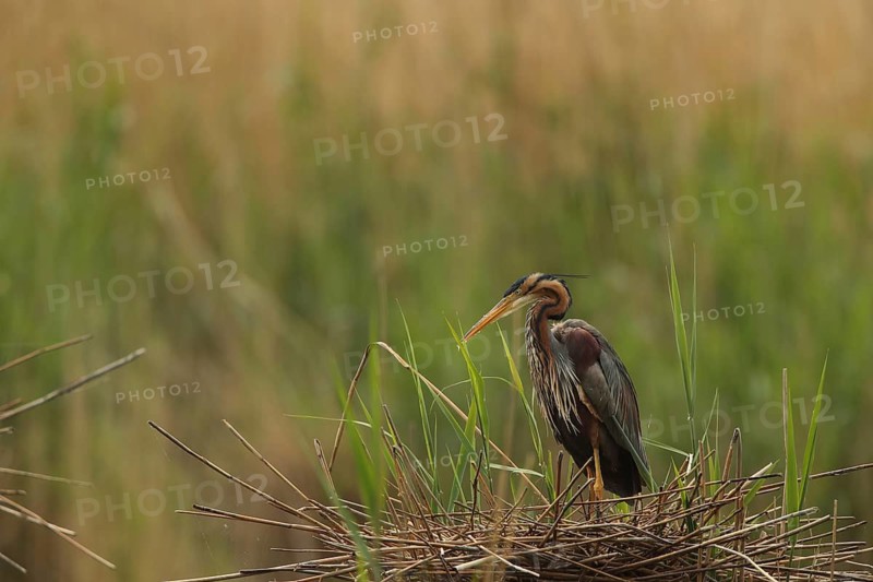 A heron on its nest in the reeds, crouched, Purple Heron (Ardea purpurea), in its nest, Baden-Württemberg, Germany