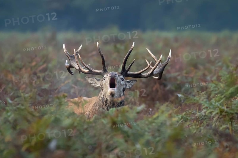 Red deer (Cervus elaphus) adult male stag animal roaring during the rutting season in bracken, England, United Kingdom