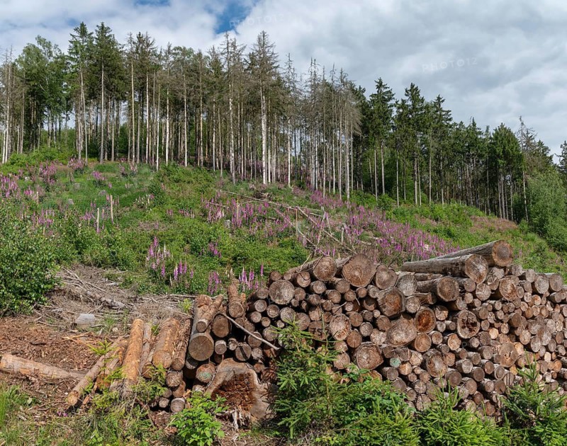 Brownwort, digitalis purpurea, Germany, Greiz, red foxglove, scrophulariaceae, bark beetle damage, cultivated landscape, magpie valley, foxglove, flora, climate change, cultural landscape, landscape, panorama, plants, Vogtland, forest damage