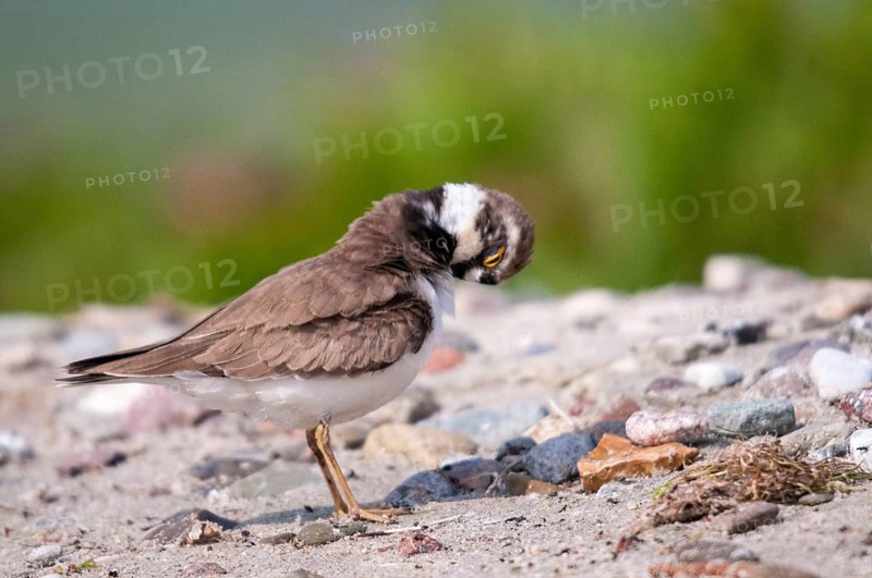 Charadrius dubius, plover, little ringed plover, birds, charadriiformes, limikolen, plower, plover, birds, waders, waders