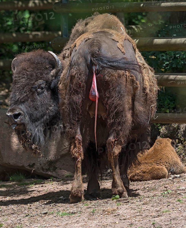 American Bison with a calf (Bos bison bison), still with the afterbirth, shortly after the calf's birth, Tiergarten, Nuremberg, Middle Franconia, Bavaria, Germany
