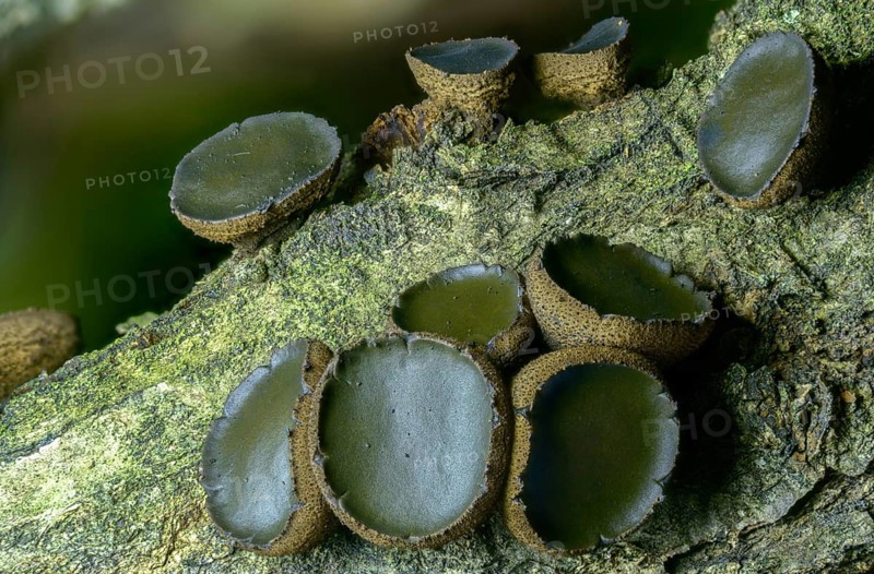 Black stud fungus, blood lava cup, Bulgaria inquinans, sequential decomposer, common dirt cup, lava cup, reddish mug, dirt cup, fungi, fungus, mushrooms