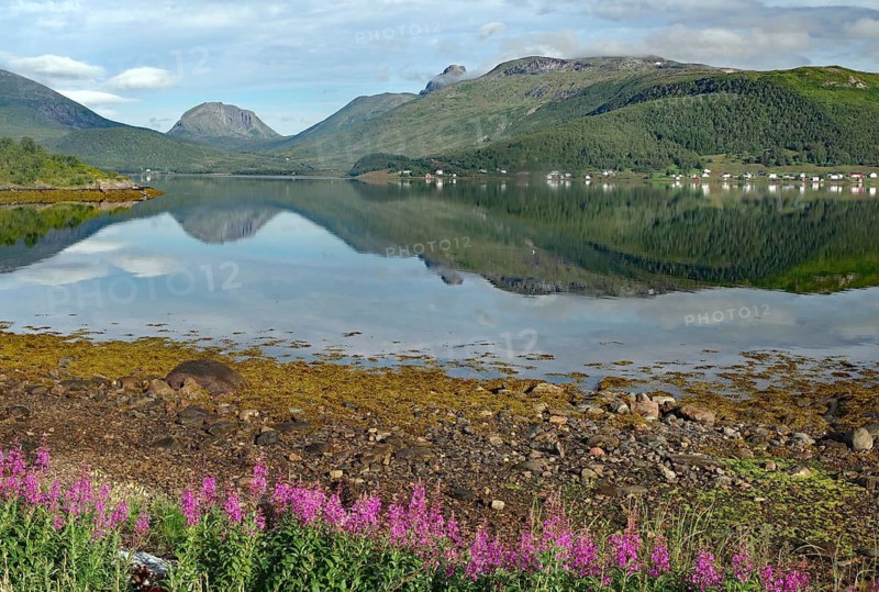 Mountain lake with a clear reflection of mountains and sky, surrounded by blooming flowers and natural landscape, Botnhamm, Troms, Senja, Norway