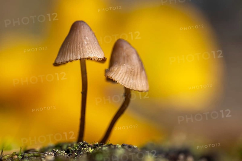 Nitrous Bonnet (Mycena leptocephala), Aviemore, Scotland, United Kingdom