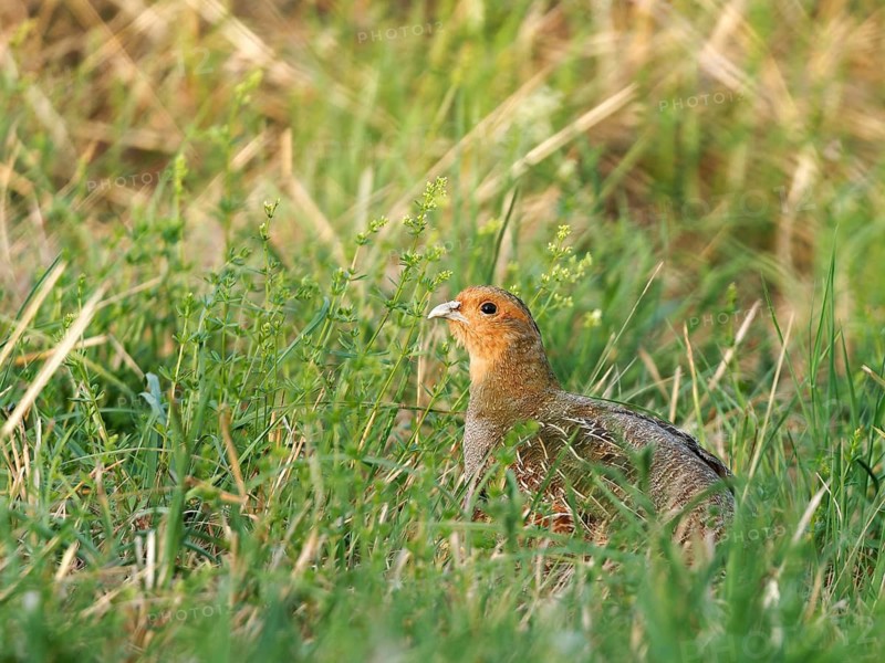Partridge (Perdix perdix) in a meadow, Solms, Hesse, Germany