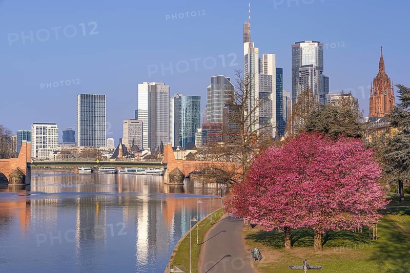 The ornamental cherries on the banks of the Main in Frankfurt start to bloom at spring arrival, Frankfurt am Main, Hesse, Germany