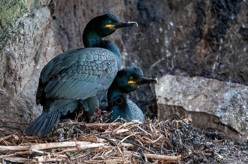 Common Shag, European Shag, Gulosus Aristotelis, Crow Shard, Norway, Phalacrocorax Aristotelis, Varanger, Birds, Breed, Brut, Nest, Pelecaniformes, Ropedes, Birds, Waterbirds