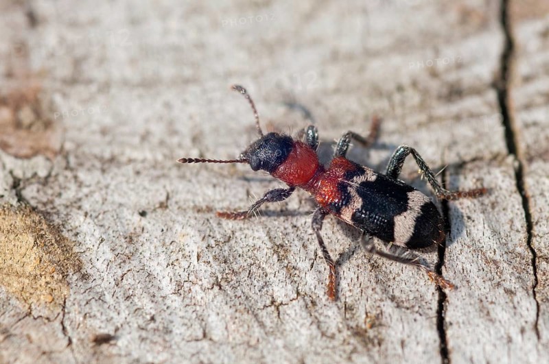 Ant beetle, checkered ant beetle, thanasimus formicarius, beetle, coleoptera, insects, beetles