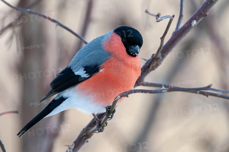 Bullfinch, Bullfinch, Pyrrhula Pyrrhula, Birds, Bullfinch, Passeri, Songbirds, Birds