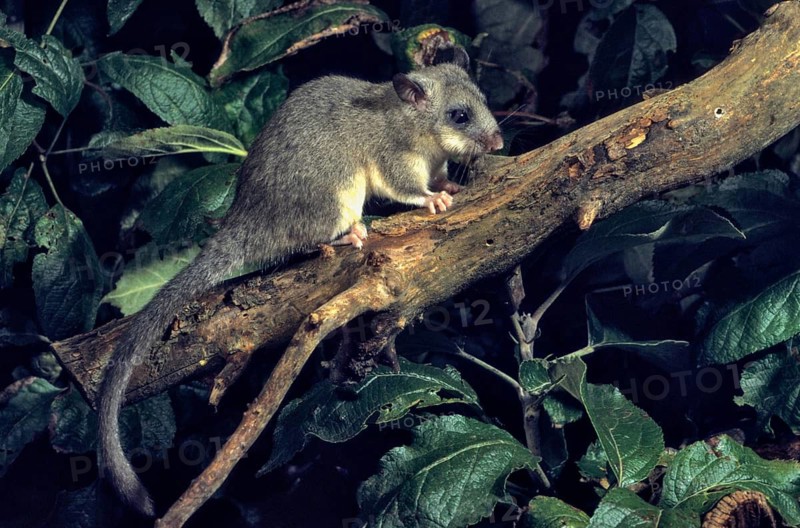 Edible dormouse, fat dormouse, glis glis, rodents, rodentia, dormouse, bilche, bolt, dormice, dormouse, mammals, rodents, sleepers, mammals