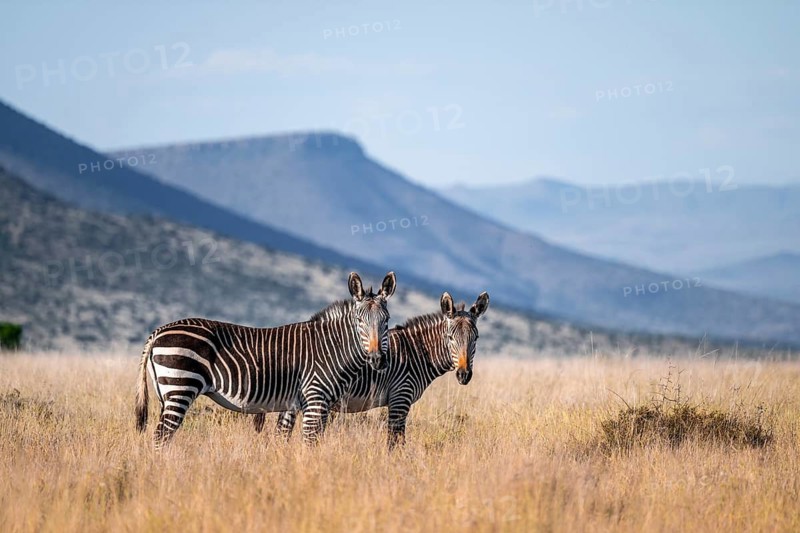 Two Cape Mountain Zebra (Equus zebra zebra), adult animal, Mountain Zebra National Park, Eastern Cape, South Africa