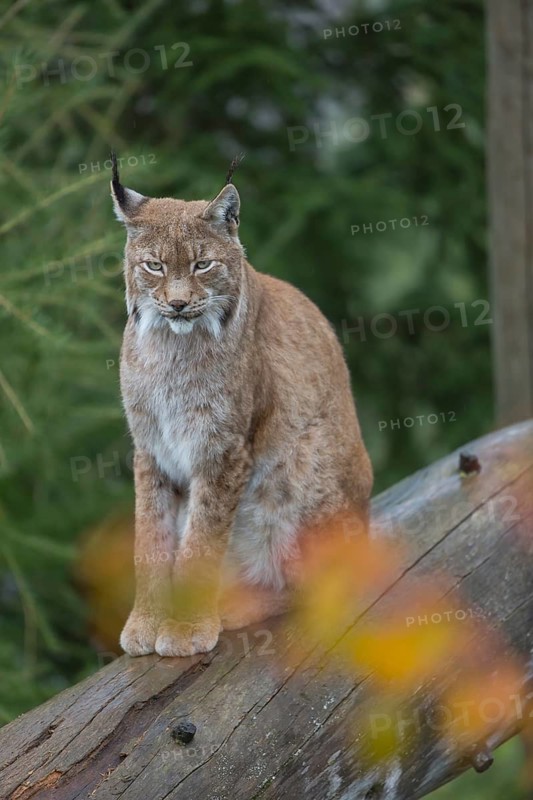 One Eurasian lynx, (Lynx lynx), sitting on fallen dead tree with a green natural background and autumnal leaves in the foreground