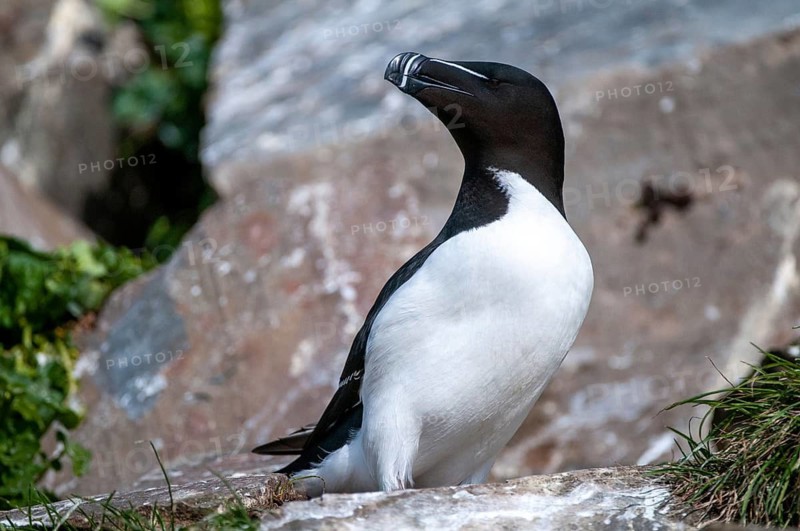 Alca Torda, Norway, Razorbill, Tordalk, Varanger, Alcidae, Alkenvögel, Birds, Lesser Auk, Razor-billed Auk, Birds, Waterbirds
