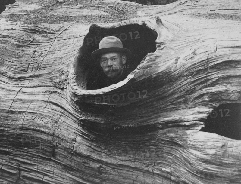 A view of a hole in a hollow giant sequoia known as the ‘Father of the Forest' – whimsical, amusing, giant sequoia (Sequoiadendron giganteum), circa 1902, historic, Calaveras Big Trees State Park, California, USA