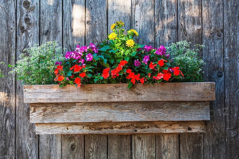 White Euphorbia hypericifolia 'Diamond Frost' - Milkweed, red, purple Impatiens - Balsam, yellow Dahlia flowers in wooden flower box on barn wall in late spring, Quebec, Canada