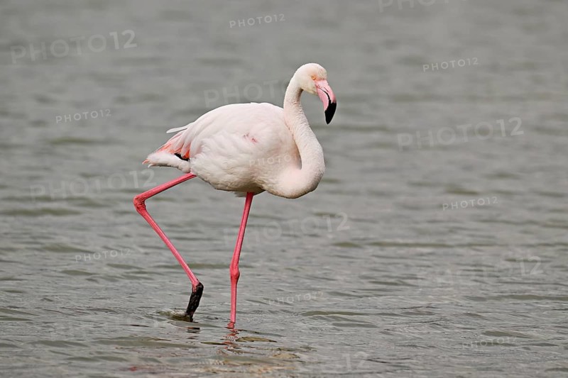 A greater flamingo (Phoenicopterus roseus) wading in a pond, Camargue Regional Nature Park, southern France