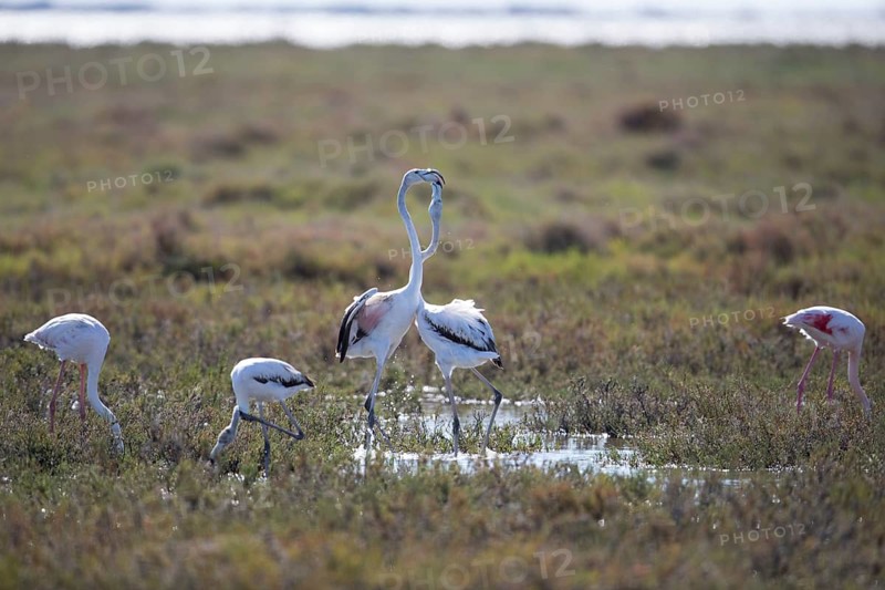 Greater Flamingo (Phoenicopterus roseus), marshland near the Rhône delta, Provence, Camargue, France