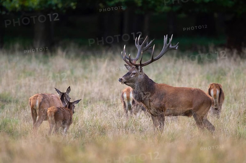 Red deer (Cervus elaphus) in rut, Klamptenborg, Copenhagen, Denmark