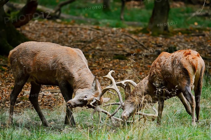 Red deer (Cervus elaphus) during the rutting season, North Rhine-Westphalia, Germany