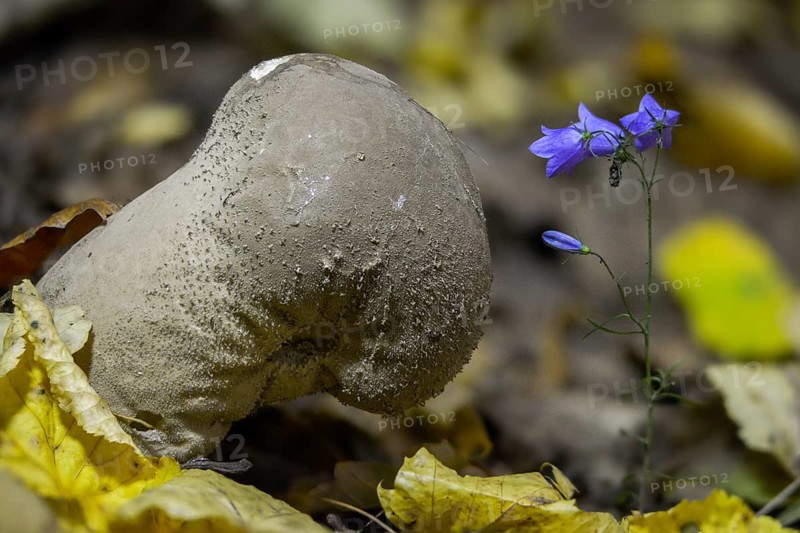 Sacred spore dust, calvatia excipuliformis, large dust, lycoperdone excipuliform, sackbovist, fungi, fungus, long-stemmed puffball, pestle puffball, mushrooms